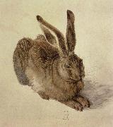 hare Albrecht Durer